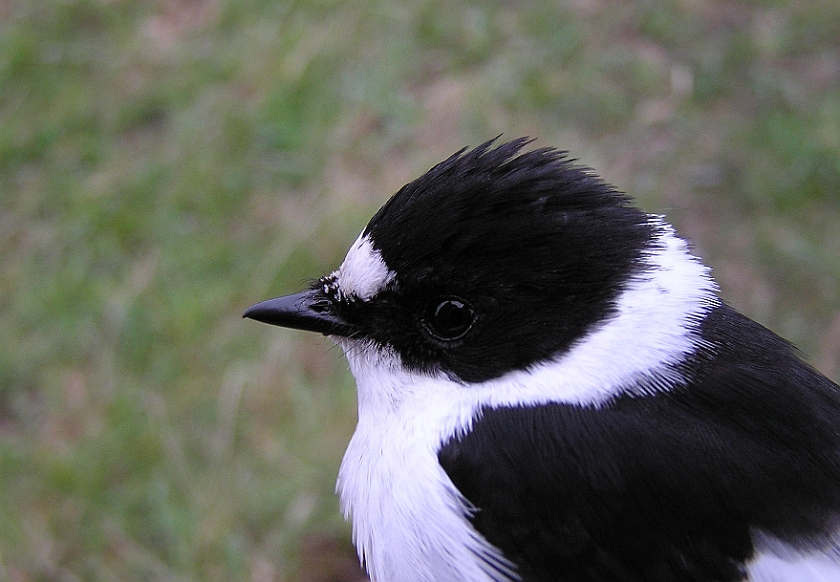 Collared Flycatcher, Sundre 20100511